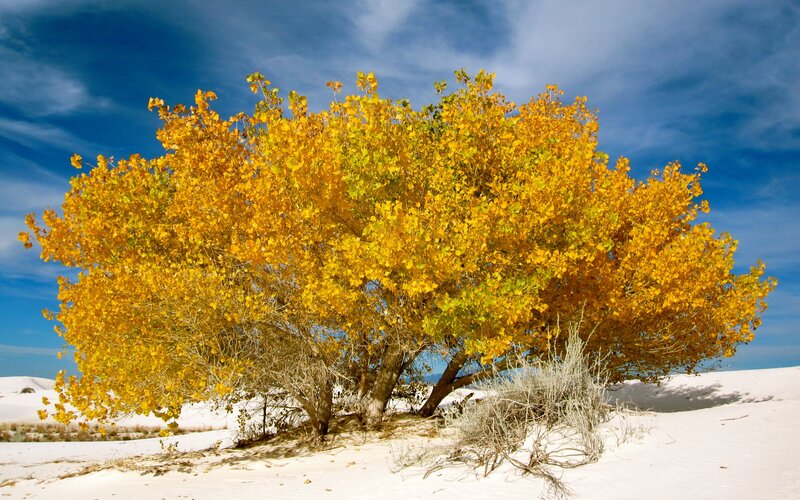 Yellow-leafed Tree in Sand