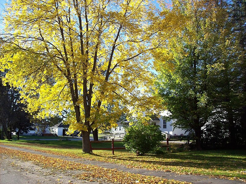 Yellow-leafed Tree in Yard
