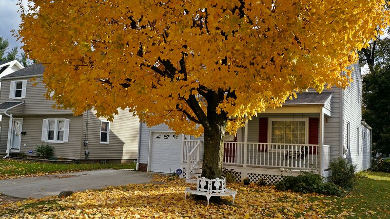Yellow-leafed Tree in Yard — Yellow