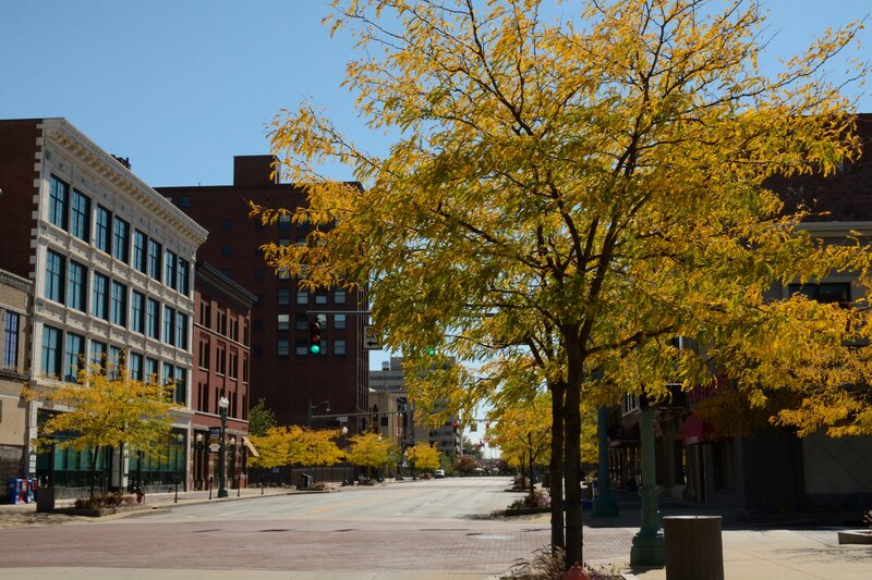 Yellow-leafed Tree on Street