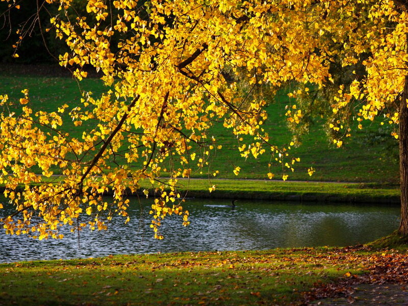 Yellow-leafed Tree over Pond