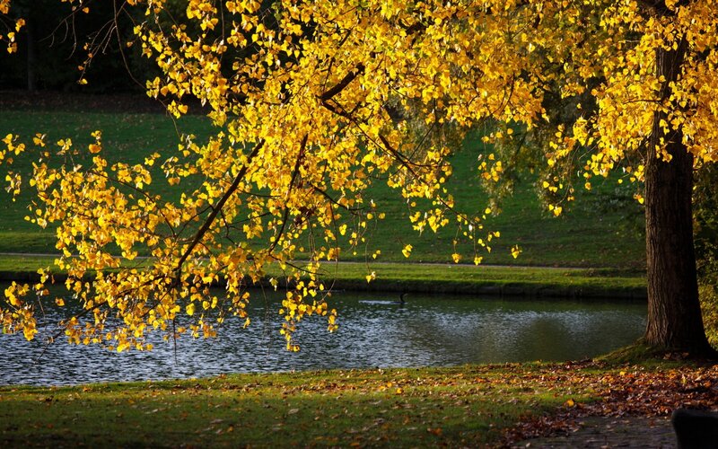 Yellow-leafed Tree over Pond — Yellow