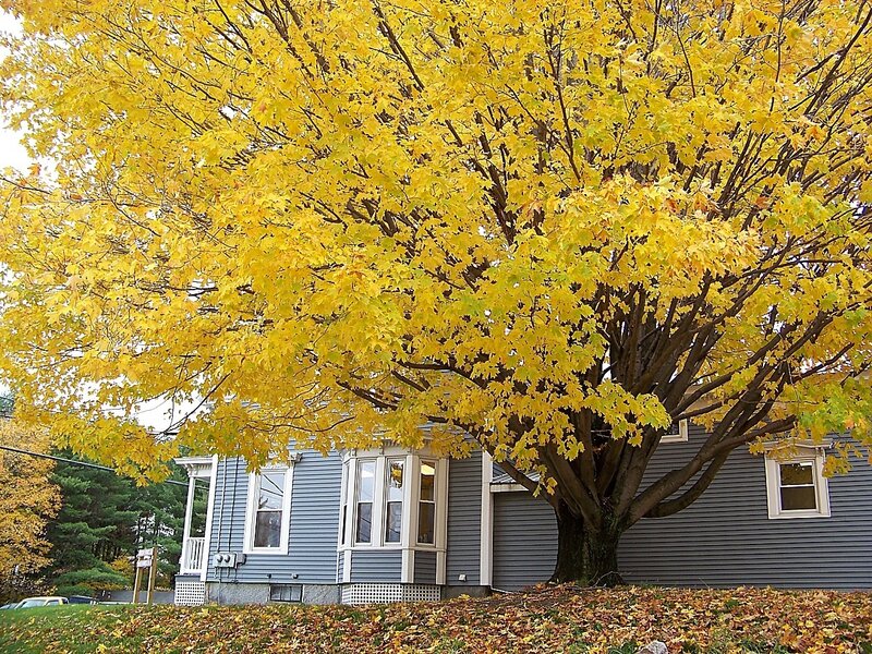 Yellow-leafed Tree