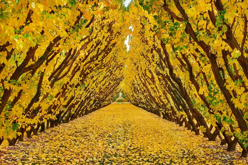 Yellow-leafed Tree Tunnel