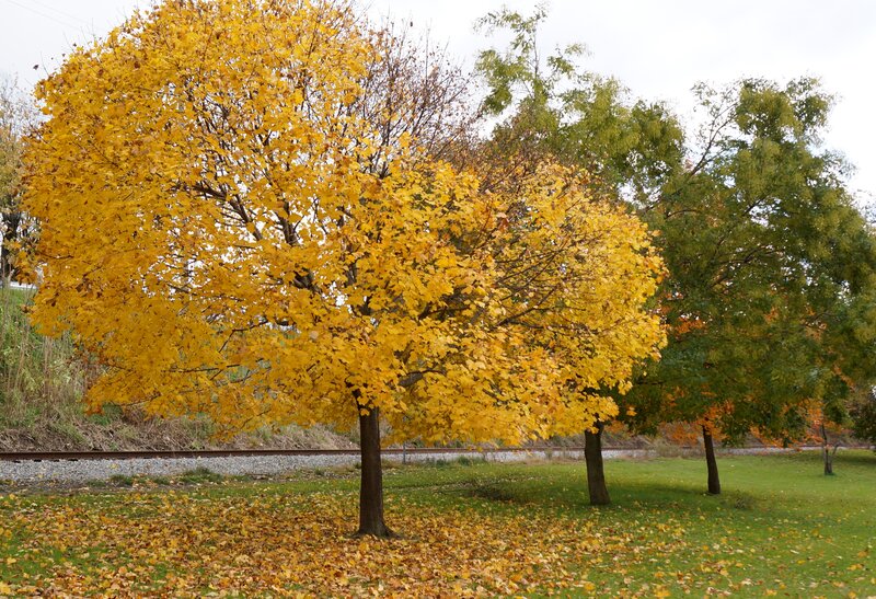 Yellow-leafed Tree — Yellow, Calm