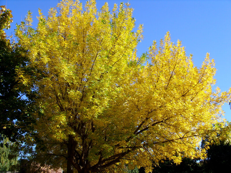 Yellow-leafed Tree — Yellow, Serene, Autumn, Photograph, Blue Sky