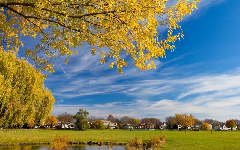 Yellow-leafed Tree — Yellow, Serene, Autumn, Photograph, Grass Field