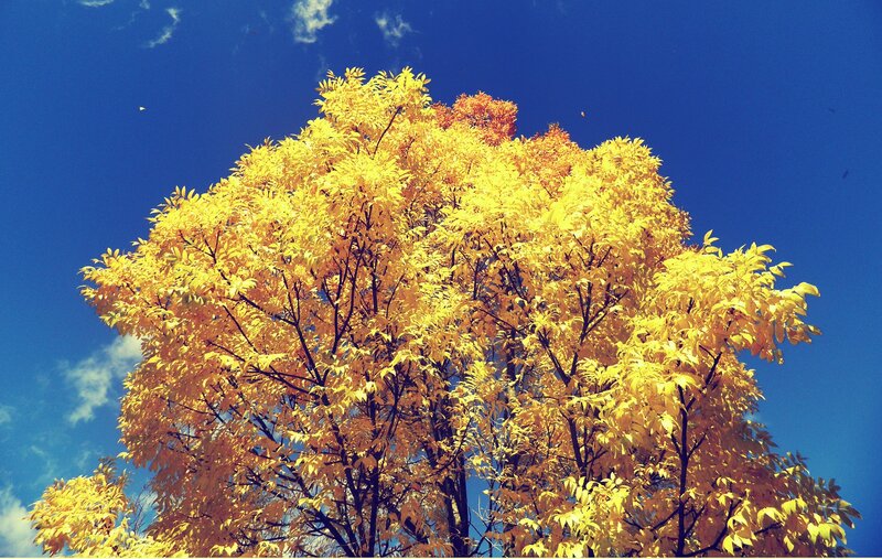 Yellow-leafed Tree — Yellow, Serene, Autumn, Photograph, Sky