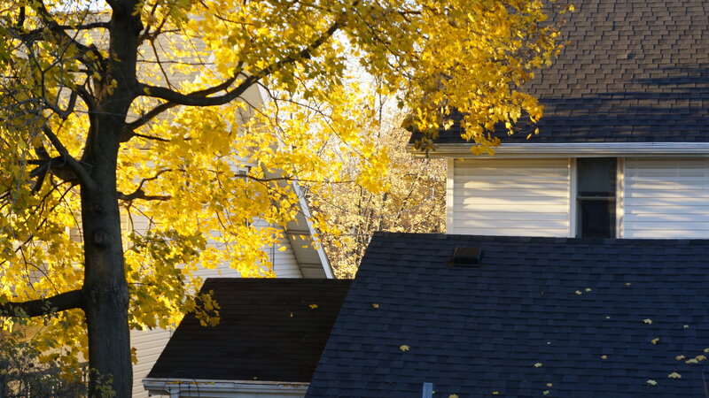 Yellow-leafed Tree — Yellow, Serene, Autumn, Photograph