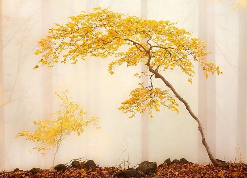 Yellow-leafed Tree — Yellow, Serene, Autumn