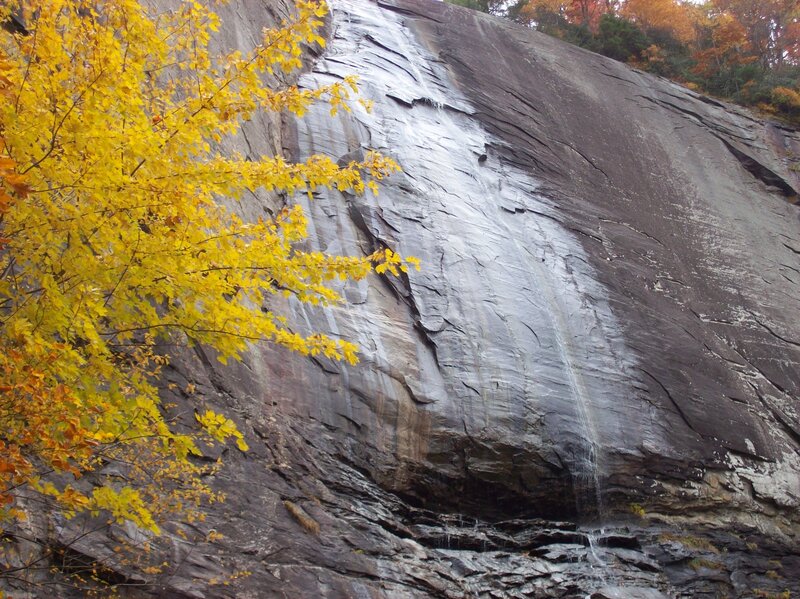 Yellow-leafed Tree — Yellow, Serene
