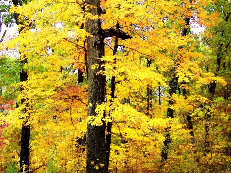 Yellow-leafed Tree — Yellow
