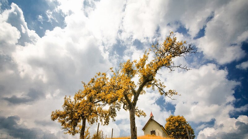 Yellow-leafed Trees and Chapel