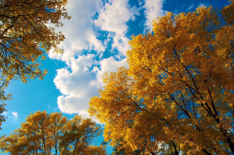 Yellow-leafed Trees — Blue