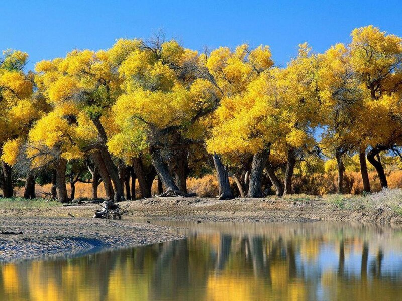 Yellow-leafed Trees by River