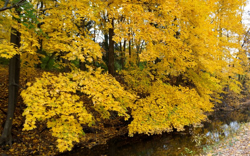 Yellow-leafed Trees by River — Yellow, Serene, Autumn