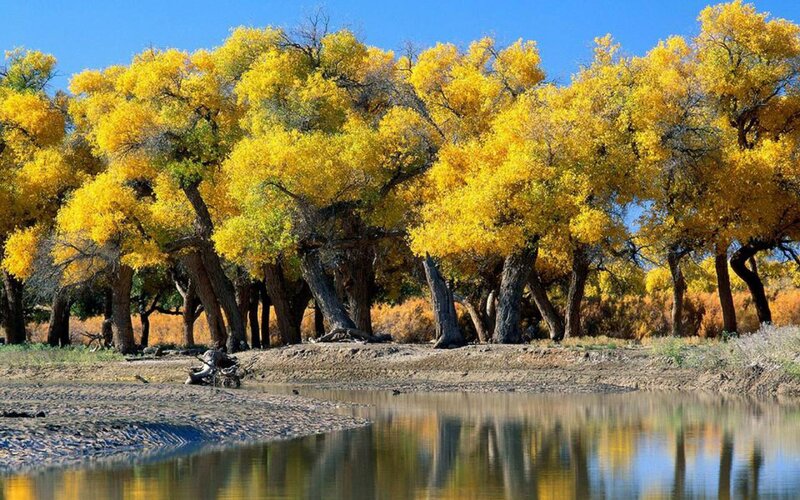Yellow-leafed Trees by River — Yellow, Serene