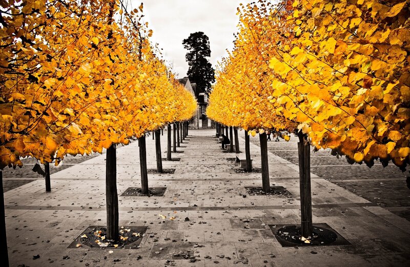 Yellow-leafed Trees in Alley