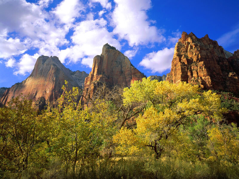 Yellow-leafed Trees in Canyon