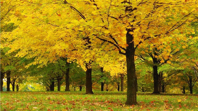 Yellow-leafed Trees in Park