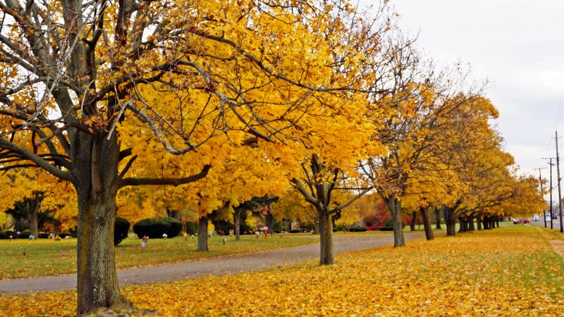 Yellow-leafed Trees in Park — Yellow, Calm