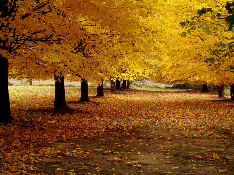 Yellow-leafed Trees in Park — Yellow, Serene