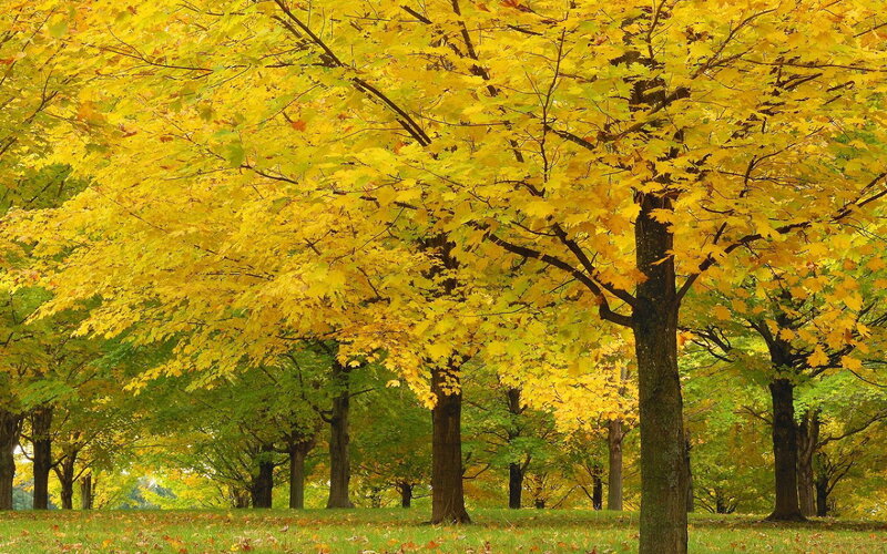 Yellow-leafed Trees in Park — Yellow