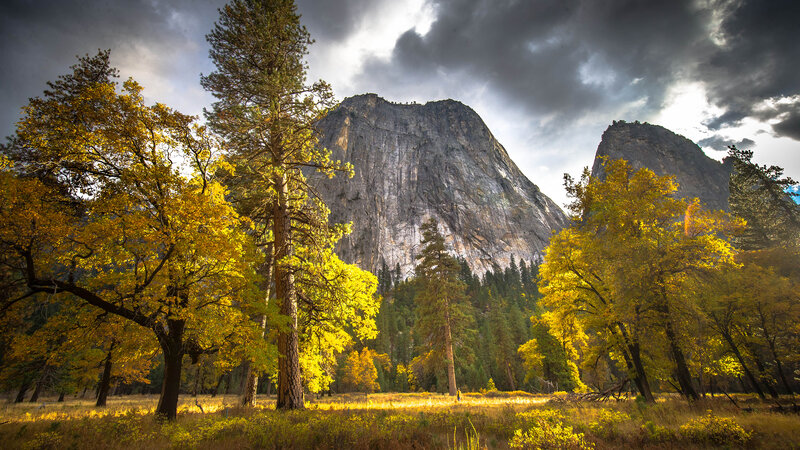 Yellow-leafed Trees in Valley