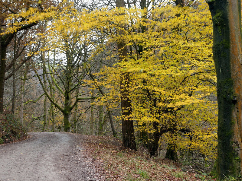 Yellow-leafed Trees on Path