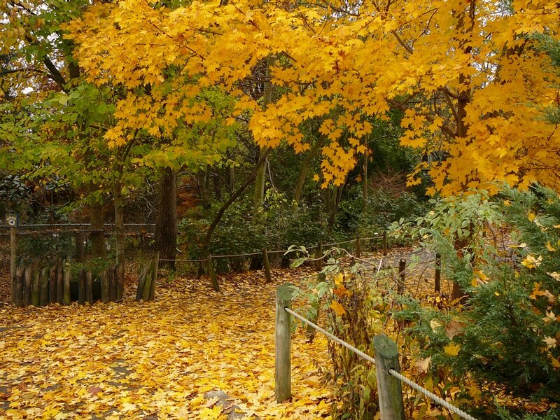 Yellow-leafed Trees