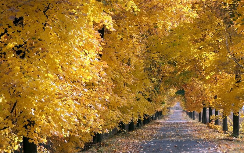 Yellow-leafed Trees — Yellow, Serene, Autumn, Photograph, Road, Leaves