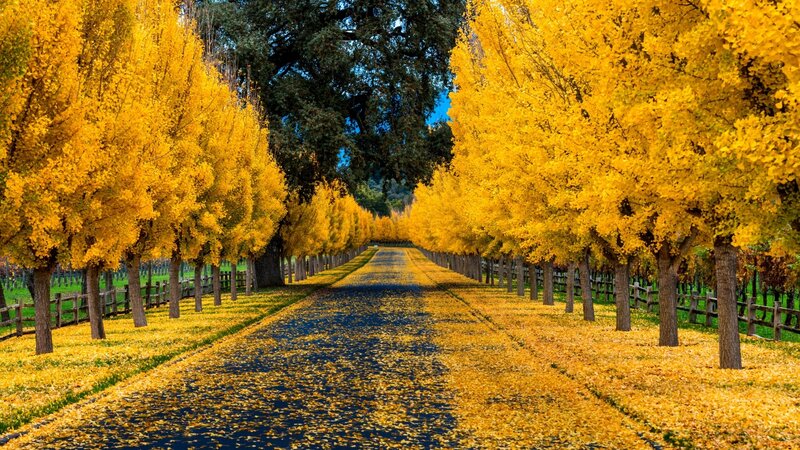 Yellow-leafed Trees — Yellow, Serene, Autumn, Photograph, Road