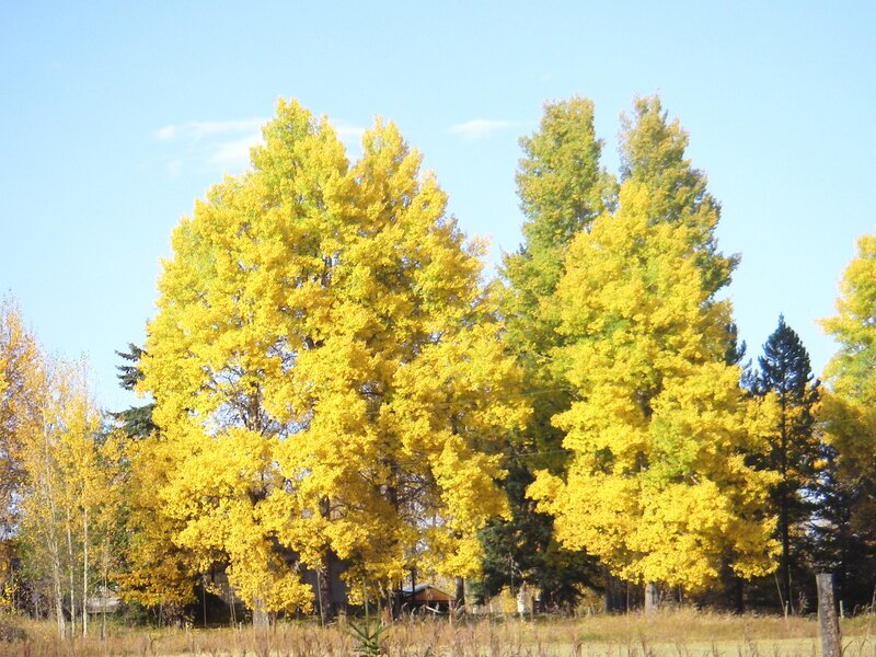 Yellow-leafed Trees — Yellow, Serene, Autumn, Photograph, Sky, Field