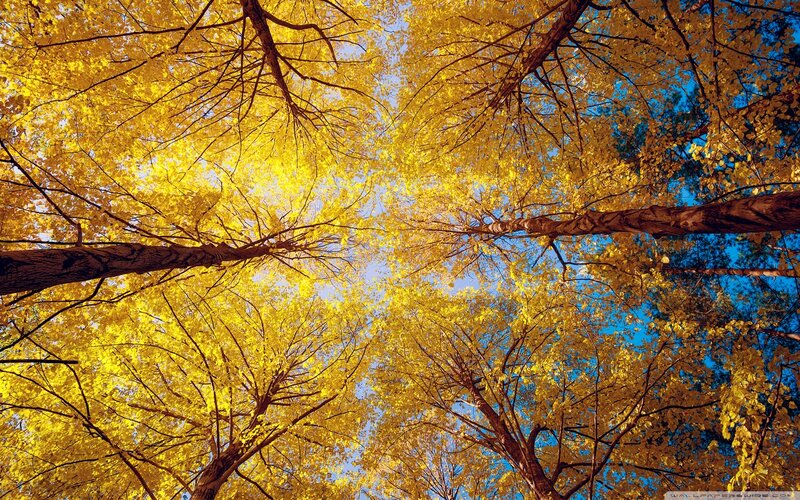 Yellow-leafed Trees — Yellow, Serene, Autumn, Photograph