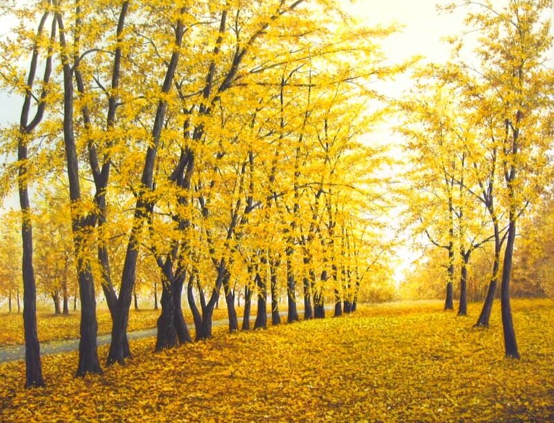 Yellow-leafed Trees — Yellow, Serene, Autumn