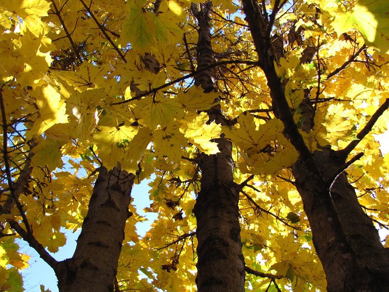 Yellow-leafed Trees — Yellow, Serene