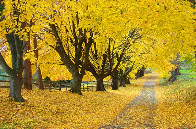 Yellow-leafed Trees — Yellow