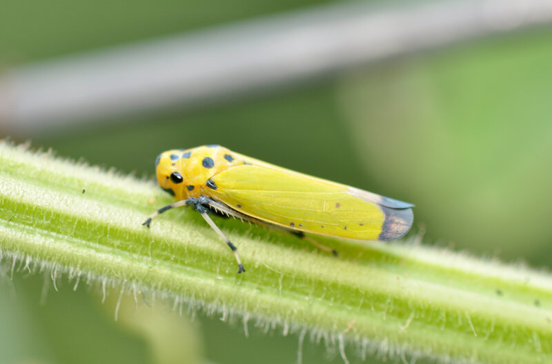 yellow leafhopper on plant stem