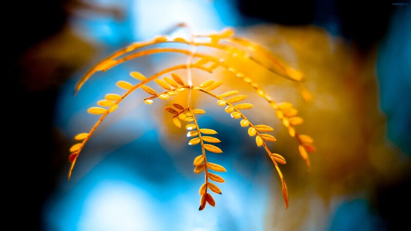 Yellow Leafy Branch — Serene