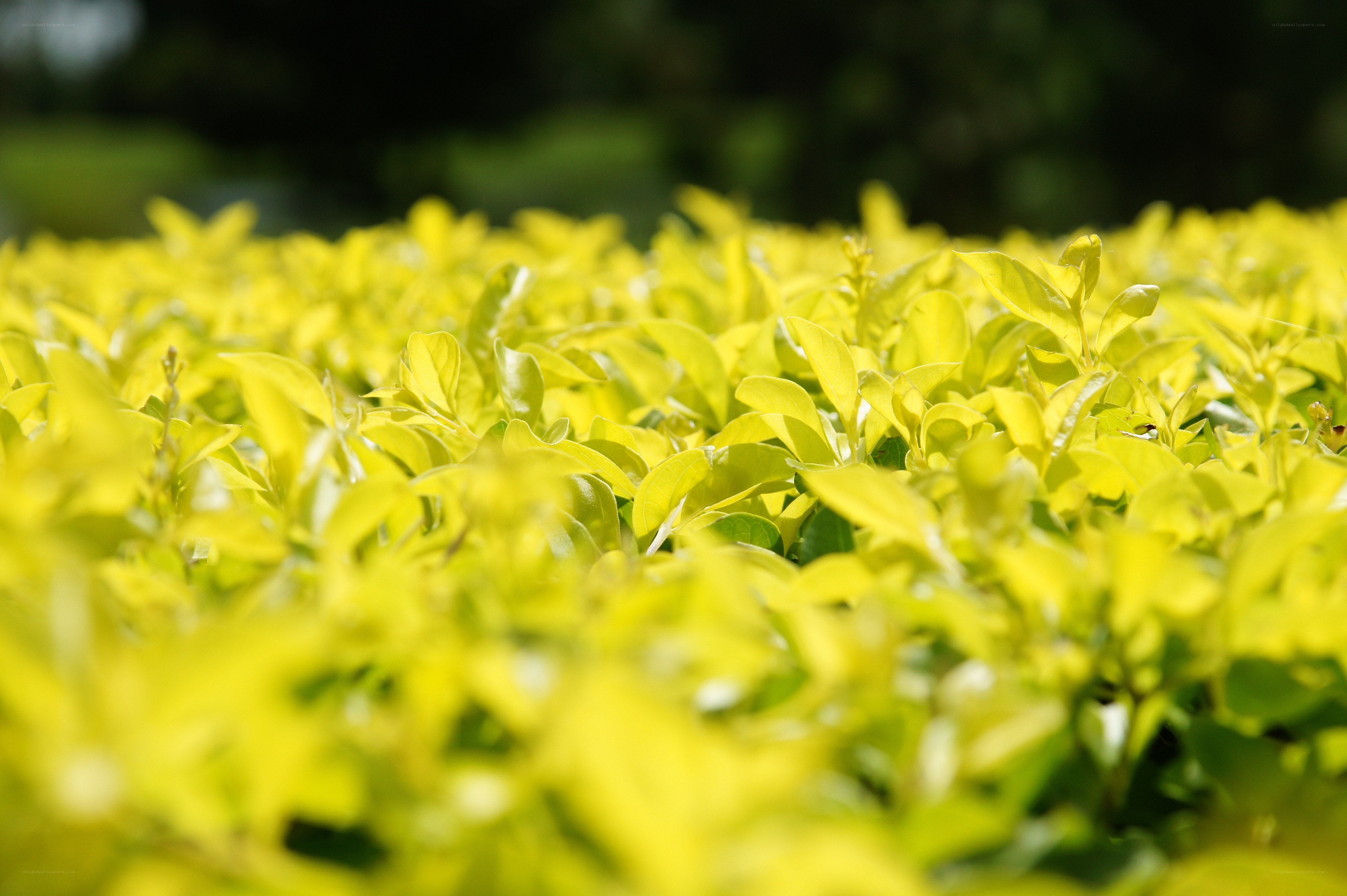 yellow leafy plants in sunlight