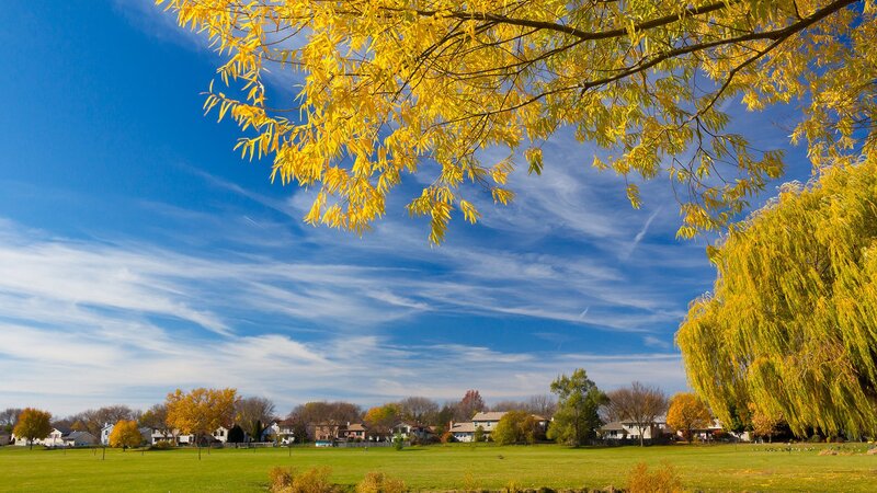 Yellow-leaved Tree in Park