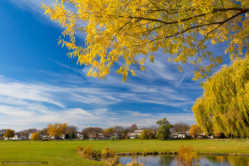 Yellow-leaved Tree over Pond