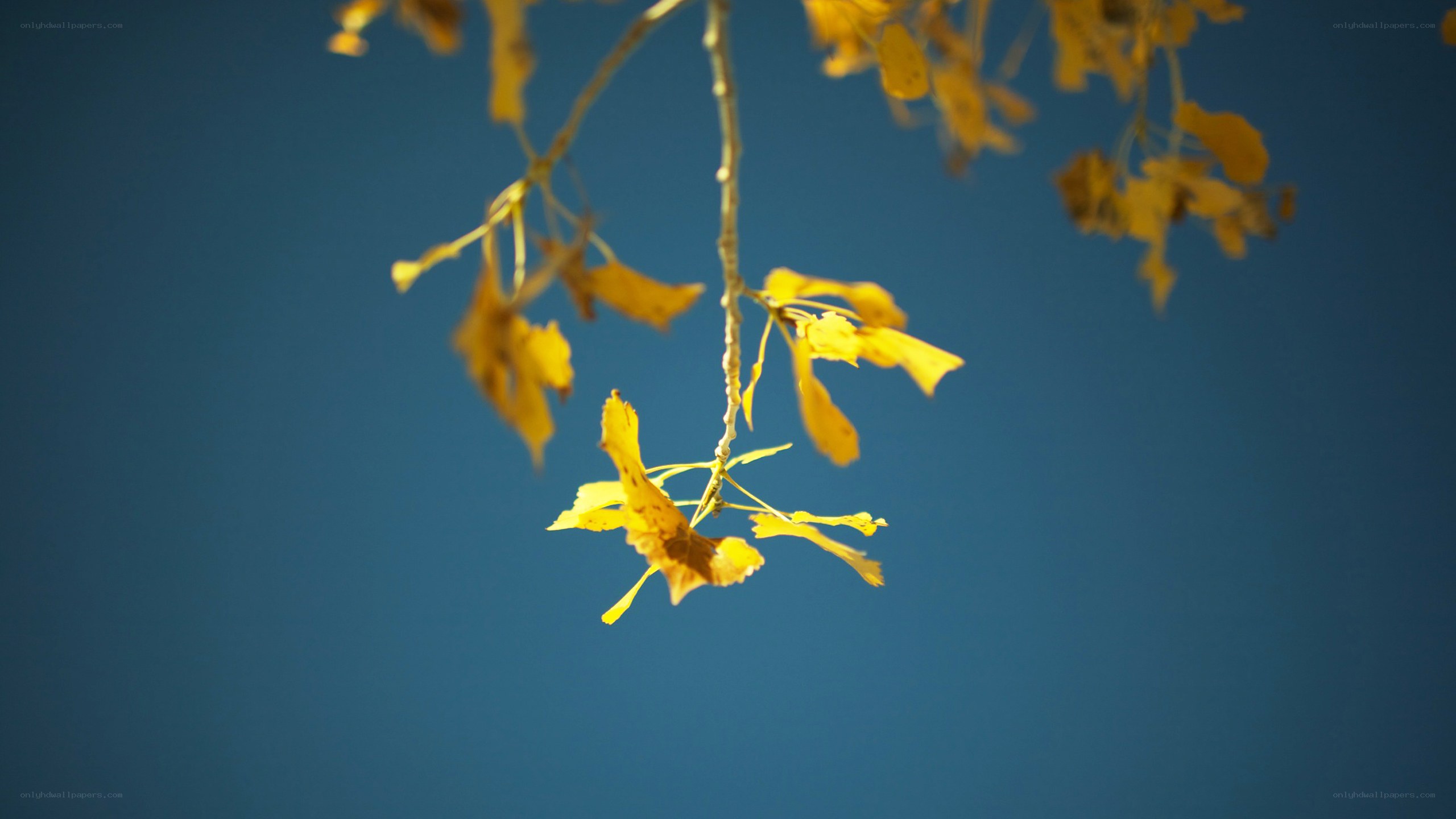 yellow leaves against blue sky