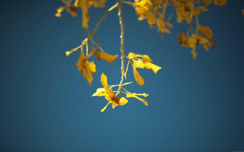 yellow leaves against blue sky