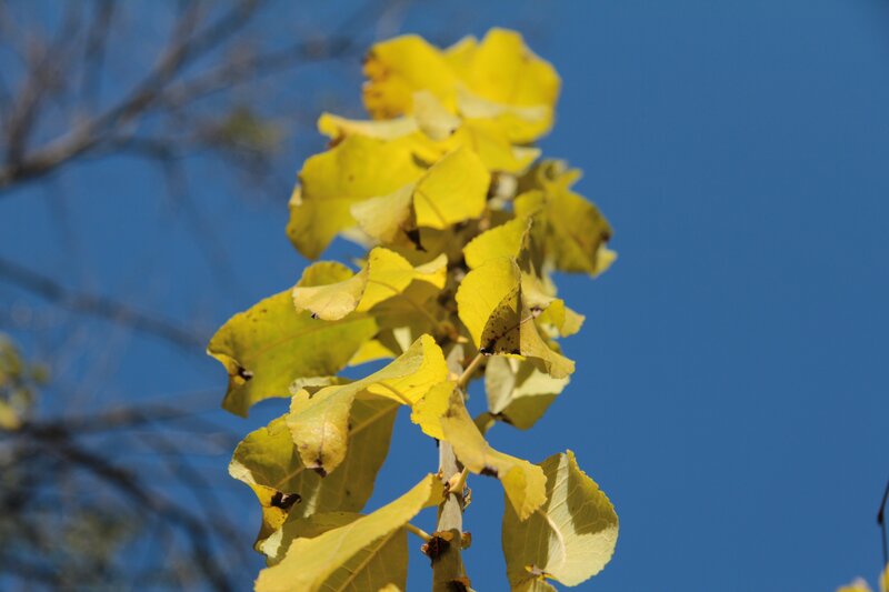 yellow leaves against blue sky