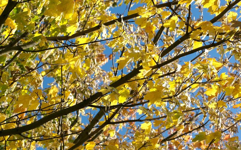 yellow leaves against blue sky