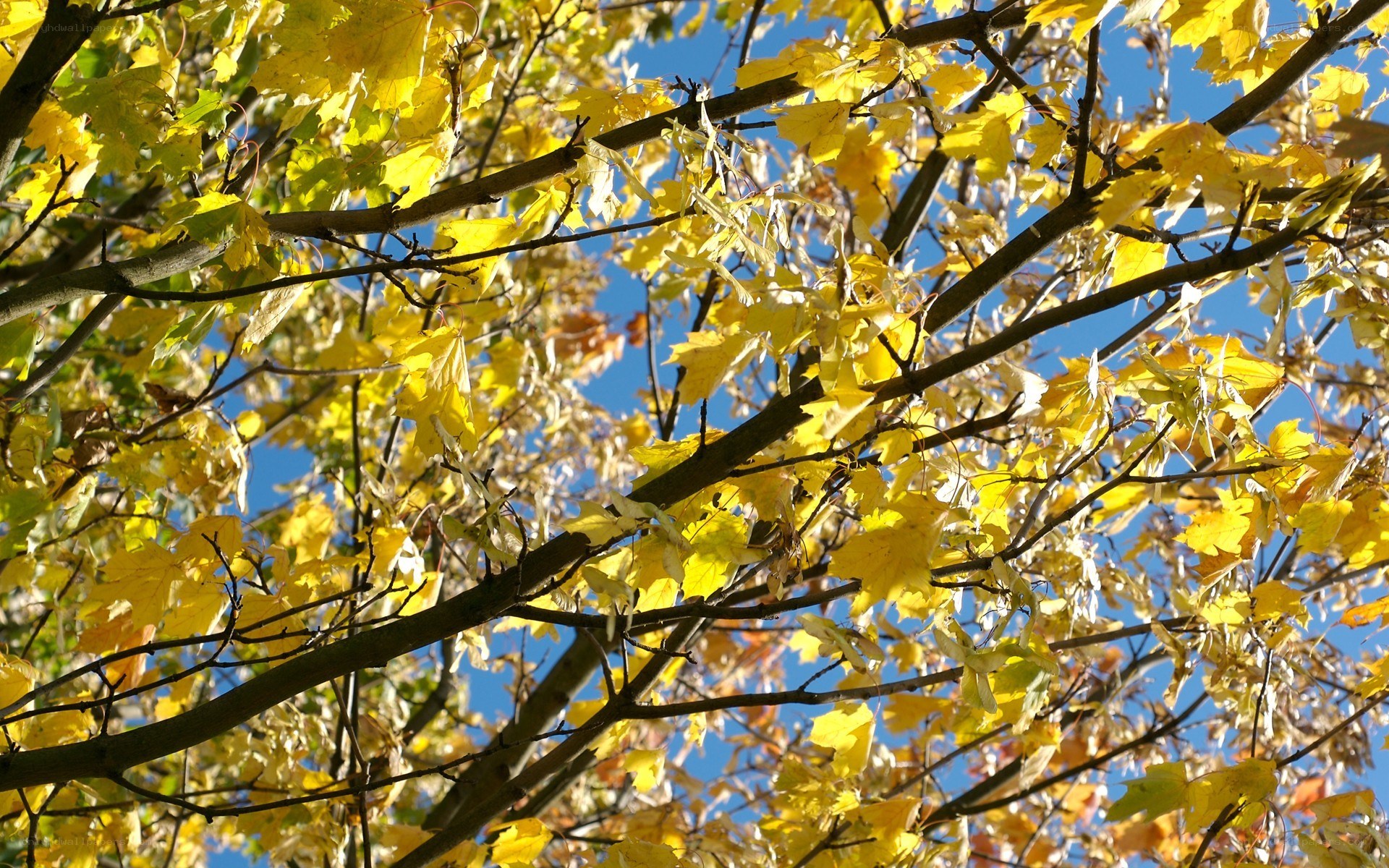 yellow leaves against blue sky