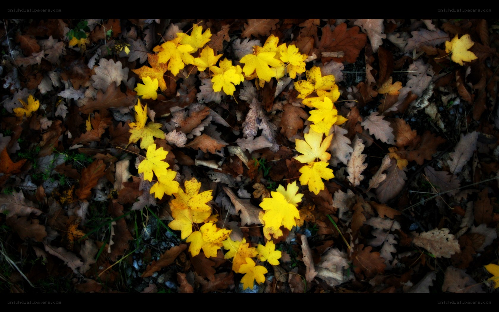 Yellow leaves forming a heart