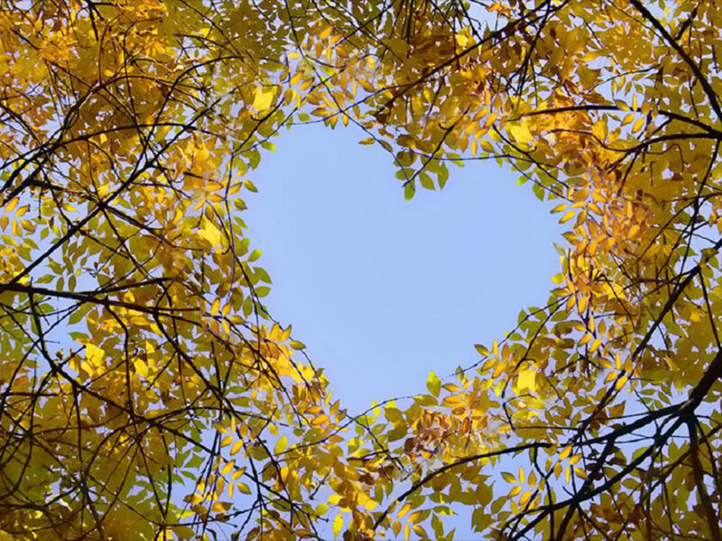Yellow Leaves Forming Heart — Serene