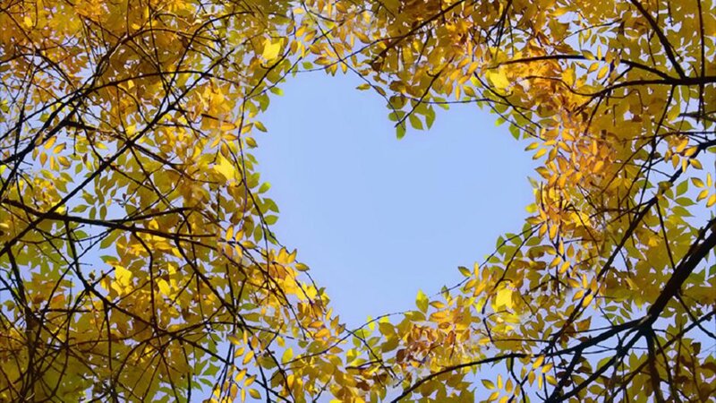 Yellow Leaves Forming Heart
